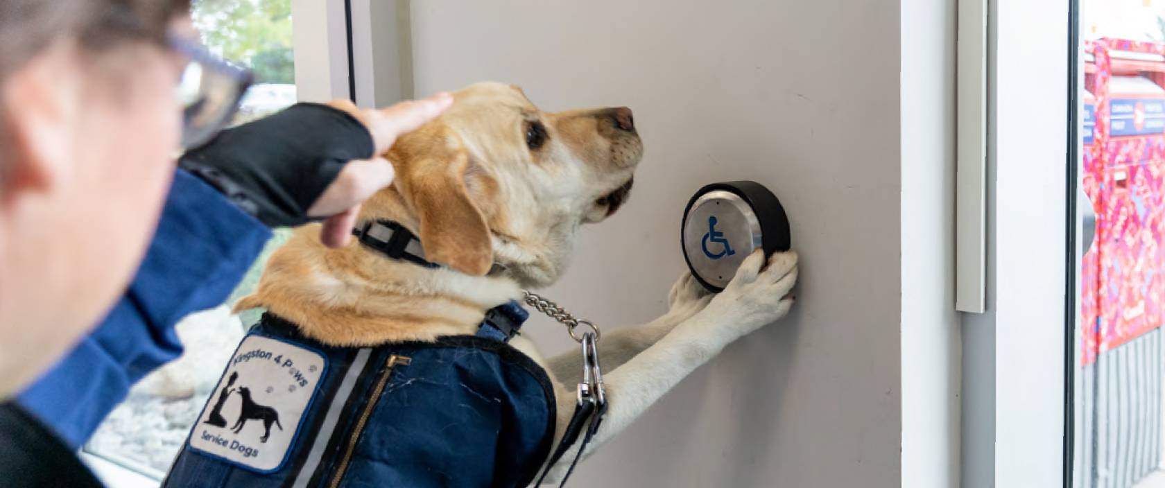 À la demande de sa maîtresse, un chien d’assistance appuie sur le bouton d’ouverture automatique de la porte d’un bureau de poste avec ses pattes.